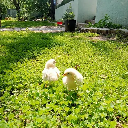 Salda Goelue Koca Kapi Nocleg ze śniadaniem *