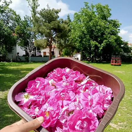 Nocleg ze śniadaniem Salda Goelue Koca Kapi *